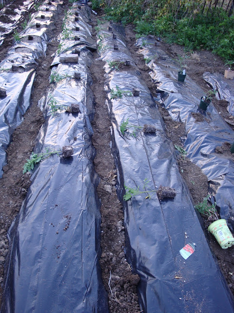 Entertaining From an Ethnic Indian Kitchen: Kitchen garden