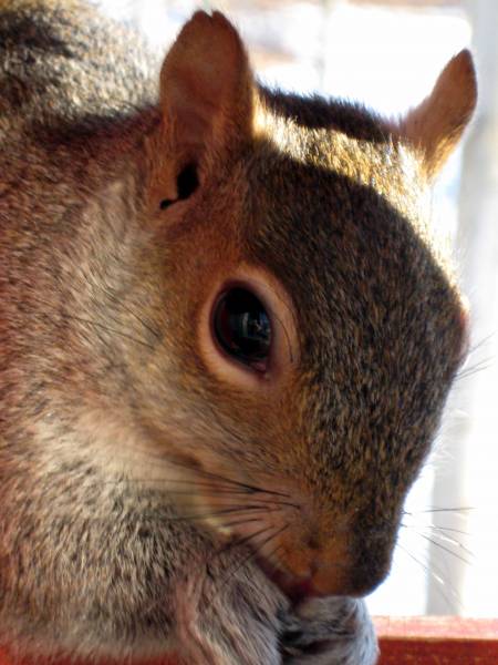 [squirrel-3.jpg]