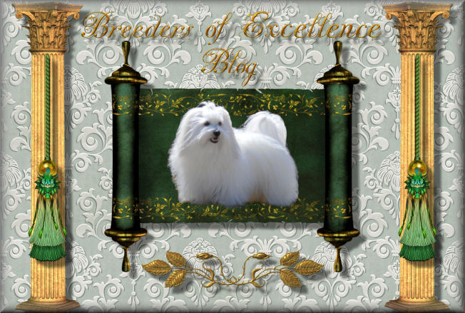 Coton de Tulear Breeders of Excellence/Coton de Tulear Puppies/Coton Breeders