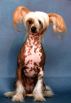 world's ugliest dog breed