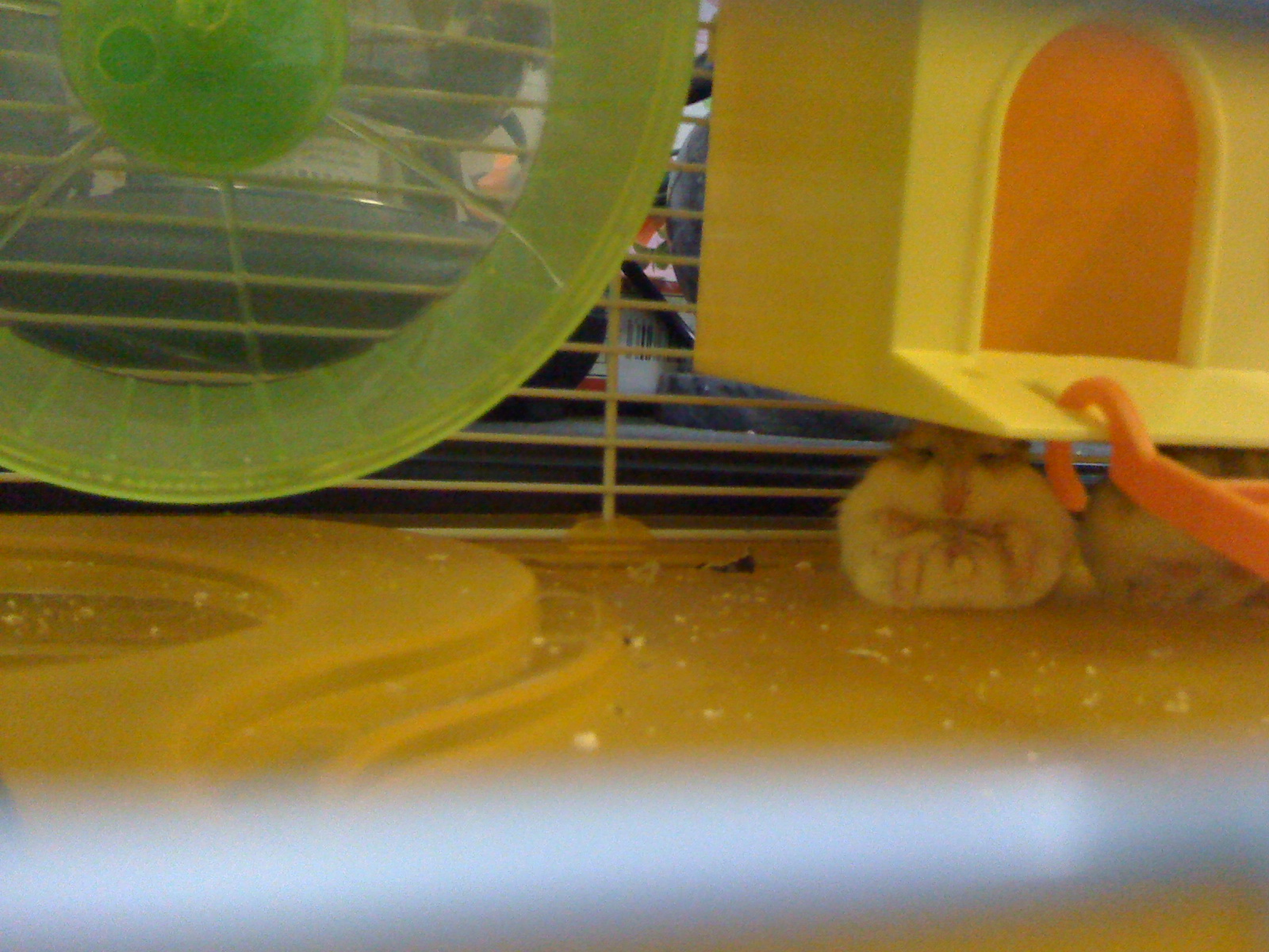 ROPT Hamster sleep