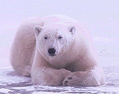O urso polar diz: