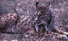 O Lince da Malcata