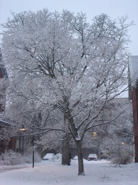 Lawrence Lawn's tree