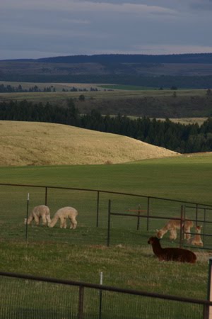 Cloud Dancer Ranch in Lewistown, MT