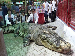 chai yai crocodile