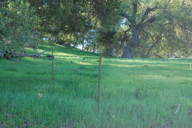 [ShrekAndFiona2.JPG]