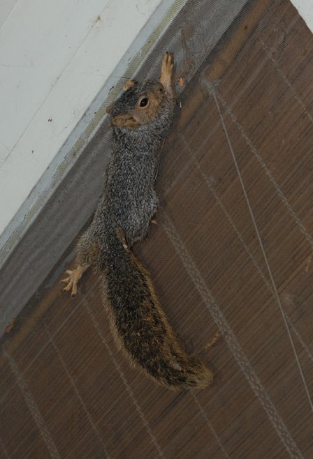 [ScaredSquirrel.JPG]