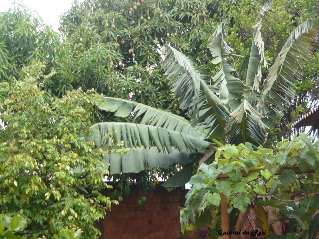 meu quintal meu jardim:MEU CANTINHO VERDE: FOTOGRAFANDO MEU QUINTAL meu quintal meu jardim:MEU CANTINHO VERDE: FOTOGRAFANDO MEU QUINTAL