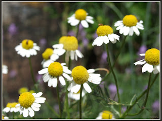 Chamomile is an edible flower often used for teas.