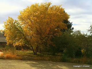 A splendid tree shows Boise fall foliage at its finest.