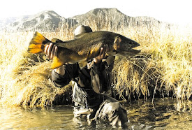 16lb Madison River Brown