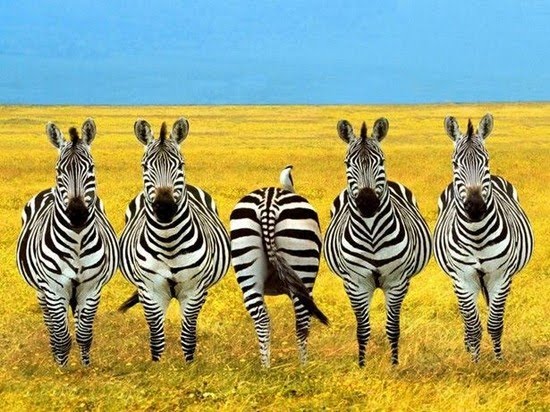 [_All_In_Line__35.jpg]