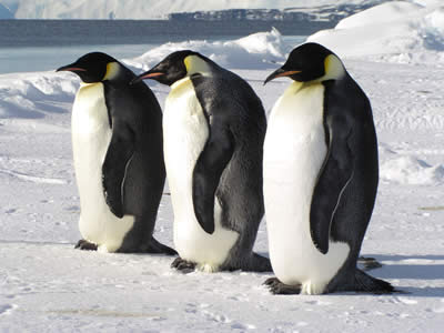 Resultado de imagen de tODA CLASE DE ANIMALES