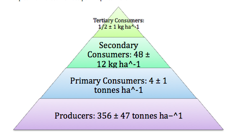 Tropical Rainforest's Energy Pyramid. 2010. Buzzle.com Tropical Rainforest's Energy Pyramid. 2010. Buzzle.com