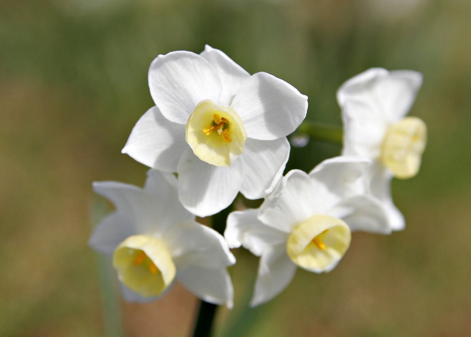 Jonquil Flower Flower Dreams