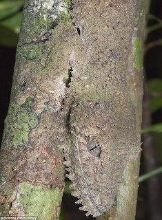 Camouflage animals facts image