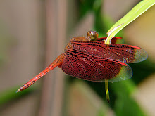 Liver red dragonfly1