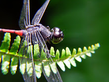 Blackstripe red dragonfly5