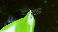 Blue and brown dragonfly2