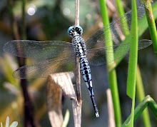 Blue and black dragonfly3