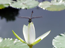 Green and black dragonfly6