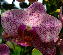 Phalaenopsis10