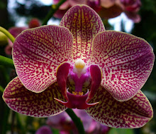 Phalaenopsis8