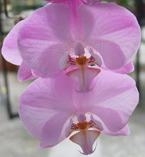 Phalaenopsis19