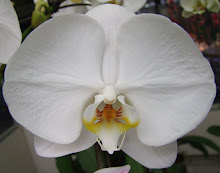 Phalaenopsis21