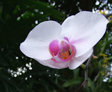 Phalaenopsis22