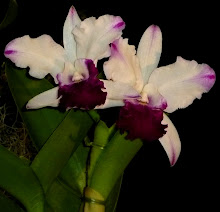 Cattleya9