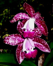 Cattleya12