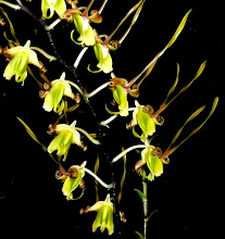 Coelogyne3