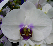 Phalaenopsis34