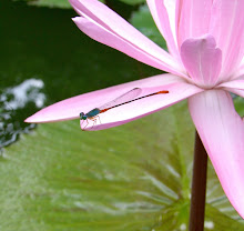 Damselfly, blue and red16