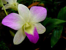 Dendrobium3