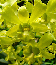 Dendrobium9