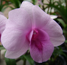 Dendrobium19
