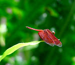 Liver red dragonfly7