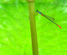 Damselfly, blue and red17