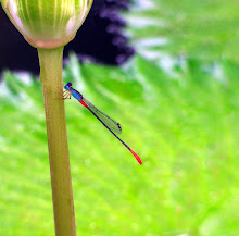 Damselfly, blue and red18