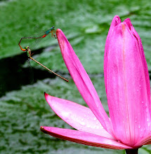 Damselfly mating2