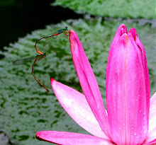 Damselfly mating4