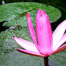 Damselfly mating9