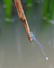 Blue Damselfly1