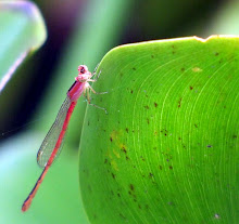 Gold Damselfly2