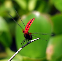 Brown and Red Dragonfly4