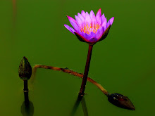 Purple lily2