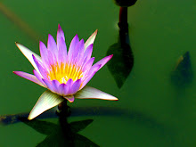 Purple lily3